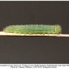 hyponephele lycaon ossetia larva2
